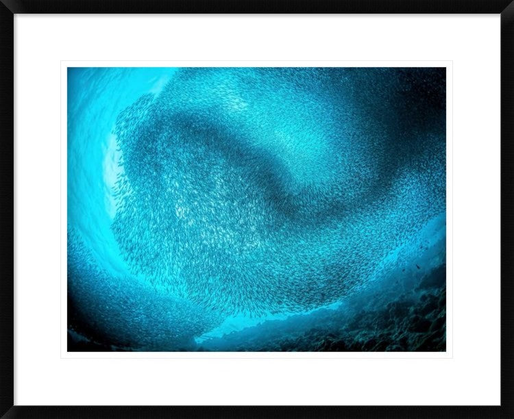 "Schooling Sardines" Framed Digital Print by Henry Jager, 30"x24"