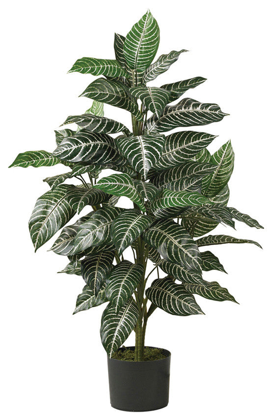 3'' Zebra Silk Plant