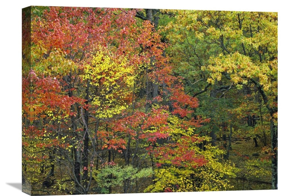 "Fall Foliage At Fishers Gap, Shenandoah National Park, Virginia" Artwork