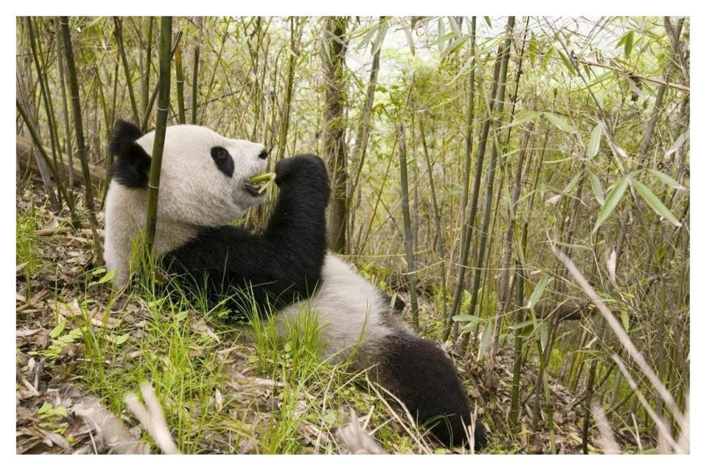 "Xiang Xiang eating bamboo, Wolong Nature Reserve, China" Paper Art, 50"x34"