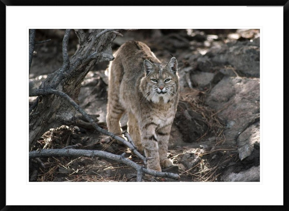 "Bobcat adult portrait, Montana" Framed Digital Print by Tim Fitzharris, 38"x28"