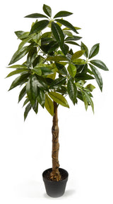 Serene Spaces Living Money Tree Plant, 47"