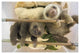 "Hoffmann's 2-toed Sloth babies, Aviarios Sloth Sanctuary" Paper Art, 50"x34"