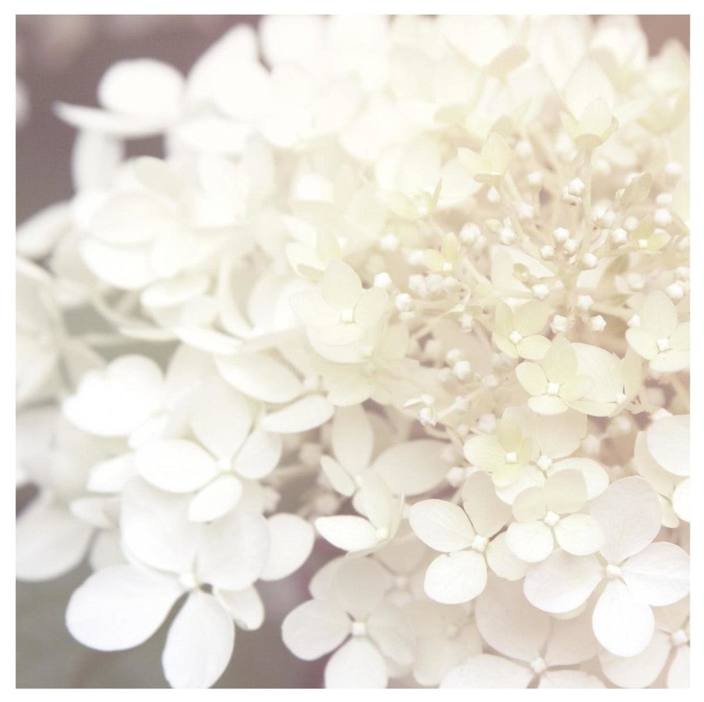 "Hydrangea Dream II" Digital Paper Print by Laura Marshall, 42"x42"