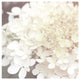 "Hydrangea Dream II" Digital Paper Print by Laura Marshall, 42"x42"