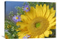 "Common Sunflower And Asters, North America" Artwork, 32" x 24"
