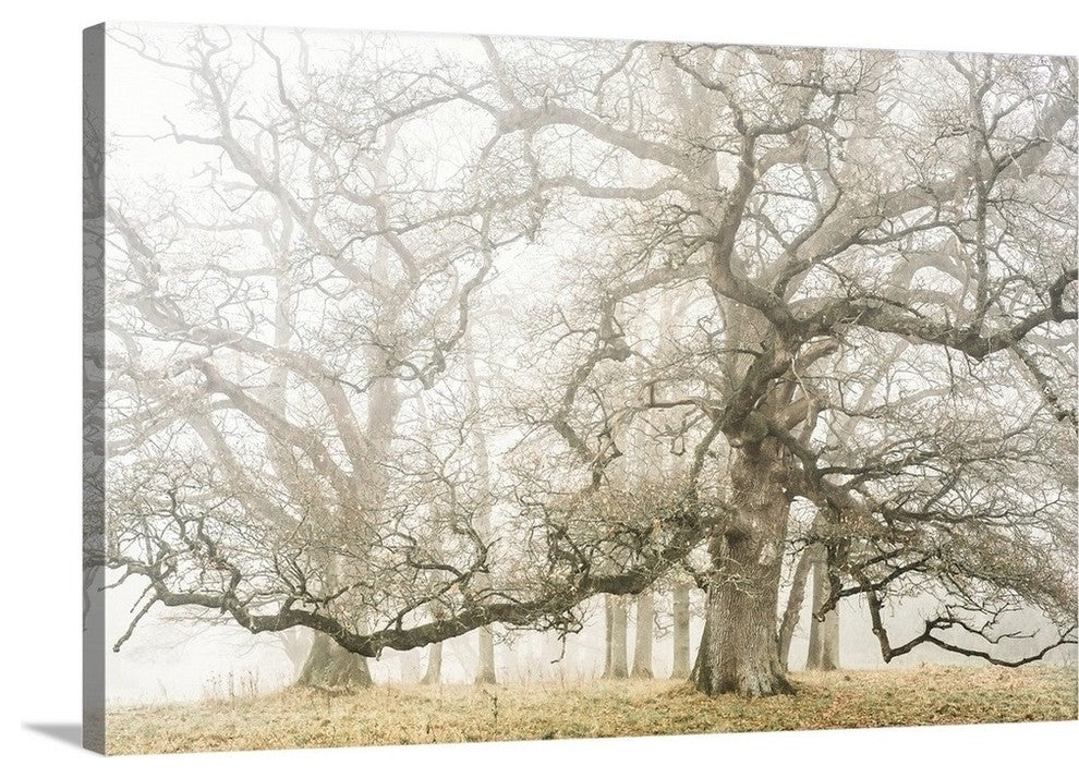 "The ghost oaks" Wrapped Canvas Art Print, 24"x16"x1.5"