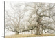 "The ghost oaks" Wrapped Canvas Art Print, 24"x16"x1.5"