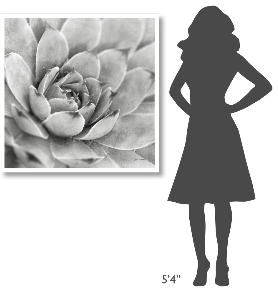 "Garden Succulent IV" Digital Paper Print by Laura Marshall, 38"x38"