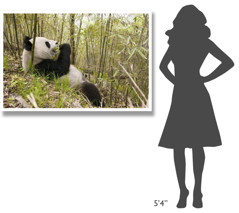 "Xiang Xiang eating bamboo, Wolong Nature Reserve, China" Paper Art, 50"x34"