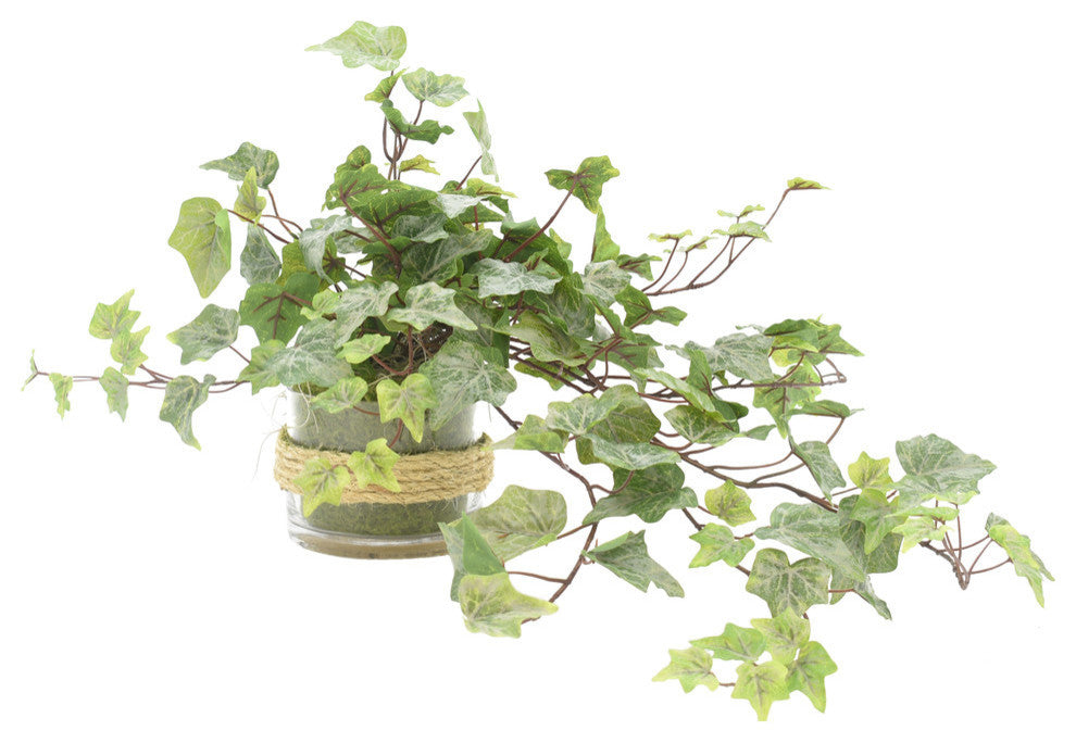Ivy in Glass Vase with Rope