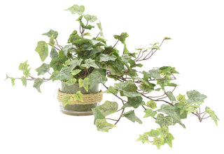 Ivy in Glass Vase with Rope