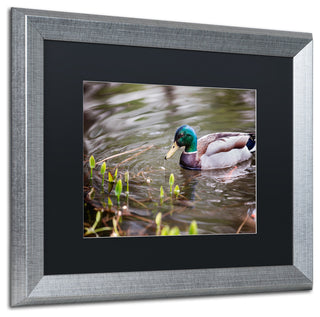 Jason Shaffer 'Mallard' Matted Framed Art, Silver Frame, Black Mat, 20x16