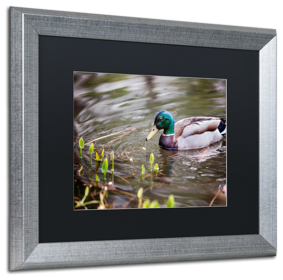 Jason Shaffer 'Mallard' Matted Framed Art, Silver Frame, Black Mat, 20x16