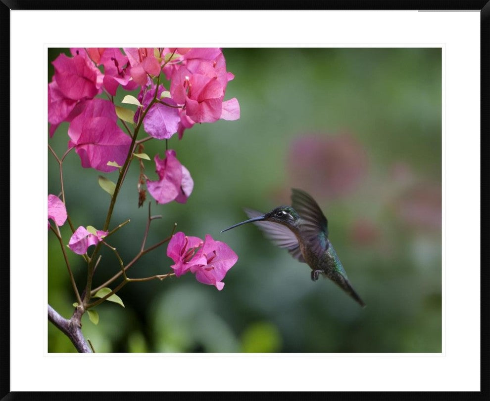 Magnificent Hummingbird Female Feeding At Flower, Costa Rica, 38"x30"