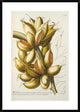 "Musae" Framed Digital Print by Georg Dionysius Ehret, 27x38"