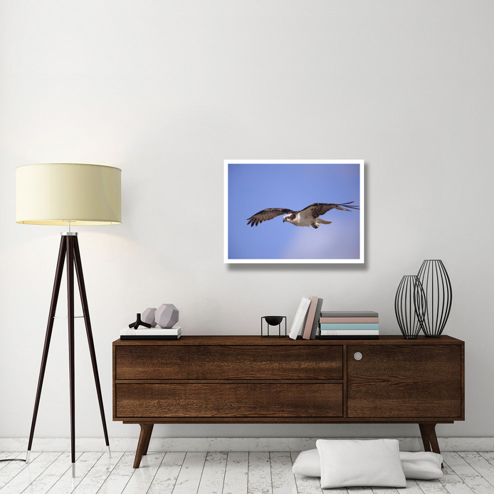 "Osprey flying, North America" Digital Paper Print by Tim Fitzharris, 34"x26"