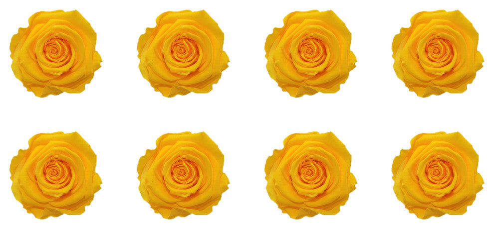 Regular Preserved Roses, Set of 8, Sunny Yellow
