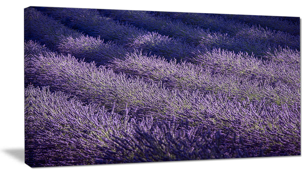 "Lavender Field and Ray of Light" Landscape Wall Art Print, 40"x20"
