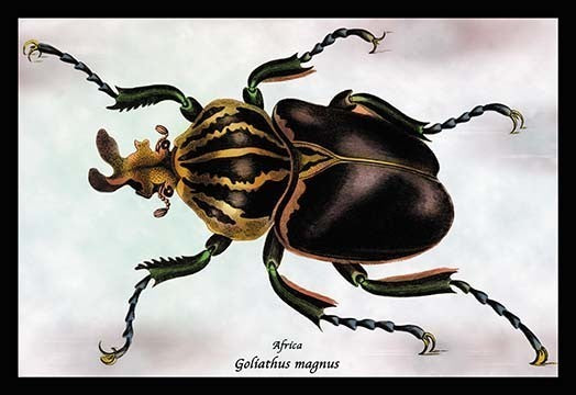 Beetle: African Goliathus Magnus #1- Paper Poster 20" x 30"