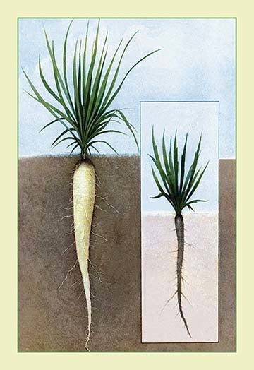 Oyster Plant #2- Gallery Wrapped Canvas Art 28" x 42"