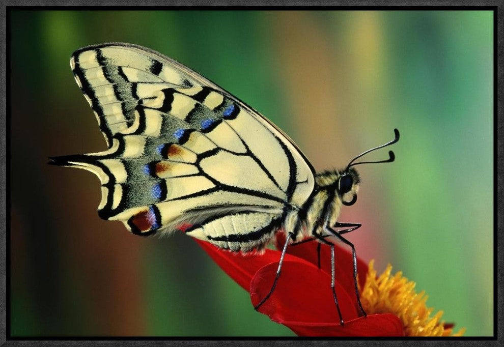 "Oldworld Swallowtail side view, Europe"  by Jef Meul, 19x13"
