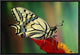 "Oldworld Swallowtail side view, Europe"  by Jef Meul, 19x13"