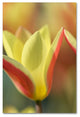 Cora Niele 'Tulip Tinka' Canvas Art
