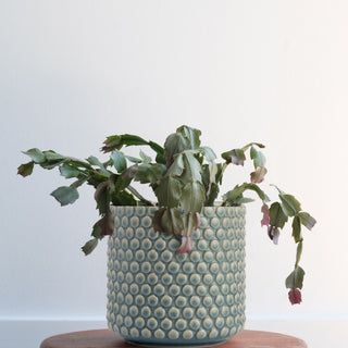 Round Brown Polka Dot Stoneware Flower Pot, Sky Blue