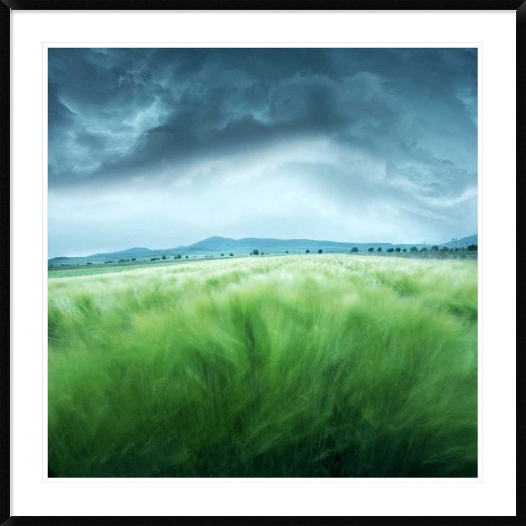 "Barley Field" Framed Digital Print by Floriana Barbu, 44x44"