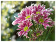 Purple Chrysanthemum Flower, Floral Canvas Art Print, 40"x30"