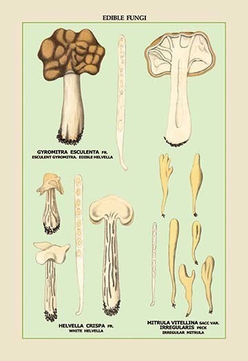 Edible Fungi: White Helvella- Gallery Wrapped Canvas Art 28" x 42"