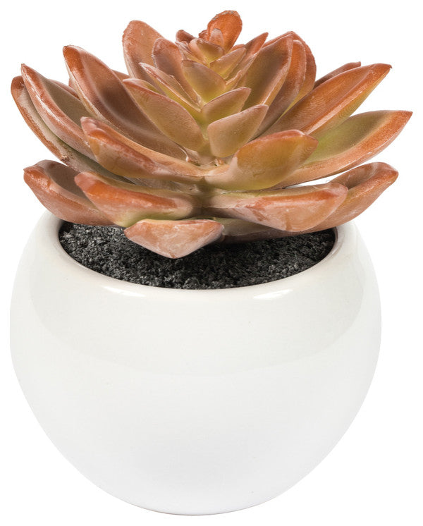 Vickerman 5" Artificial Assorted Potted Succulents