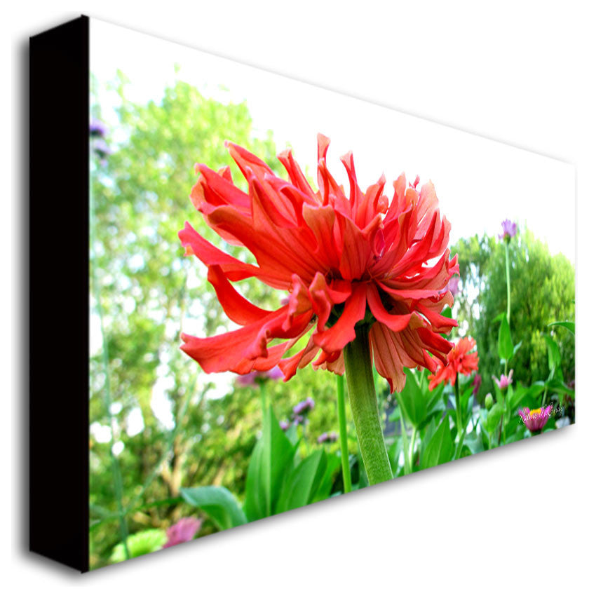 ''Zinnia Garden'' Canvas Art by Kathie McCurdy