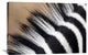 "Zebra Mane, Khama Rhino Sanctuary, Serowe, Botswana" Artwork, 36" x 24"