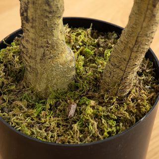 Close-up shot of trunk in a real-room (lifestyle) setting.