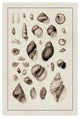 "Shells: Sessile Cirripedes #2 (Sepia)" Paper Print by G.B. Sowerby, 14"x20"