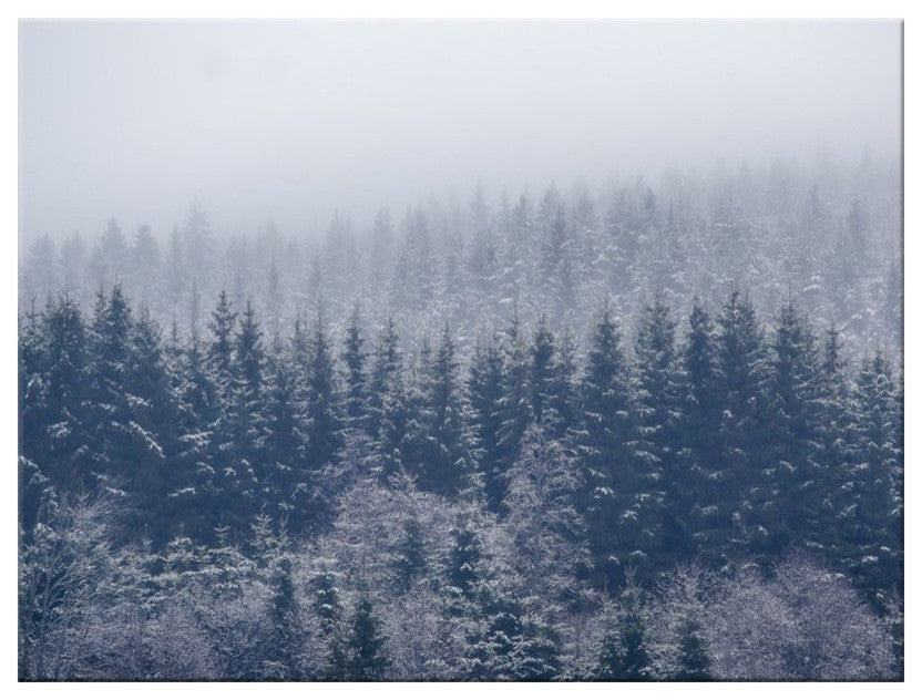 Frozen Trees'' Canvas Wall Decor