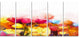 Yellow Pink Red Tulips on White, Large Floral Canvas Artwork, 60"x28", 5 Panels