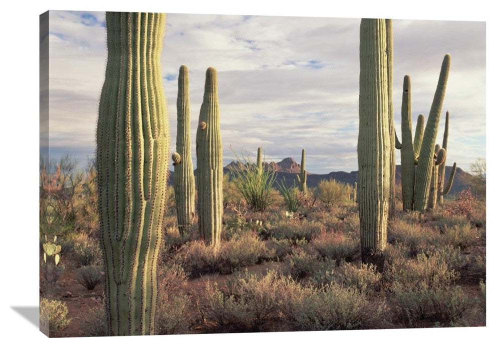 "Safford Peak And Saguaro Saguaro National Park, Arizona" Artwork, 40" x 30"
