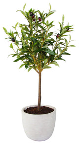 28" Olive Tree in 7.25" Cement Pot,Gray