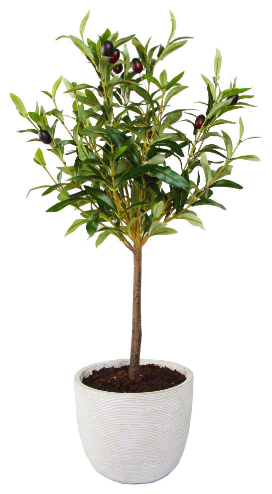 Full product image on white background showing entire olive tree in a pot with no distractions.