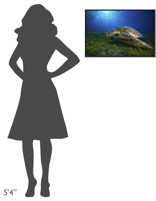 "Green Turtle" Framed Canvas Giclee by Barathieu Gabriel, 25x17"