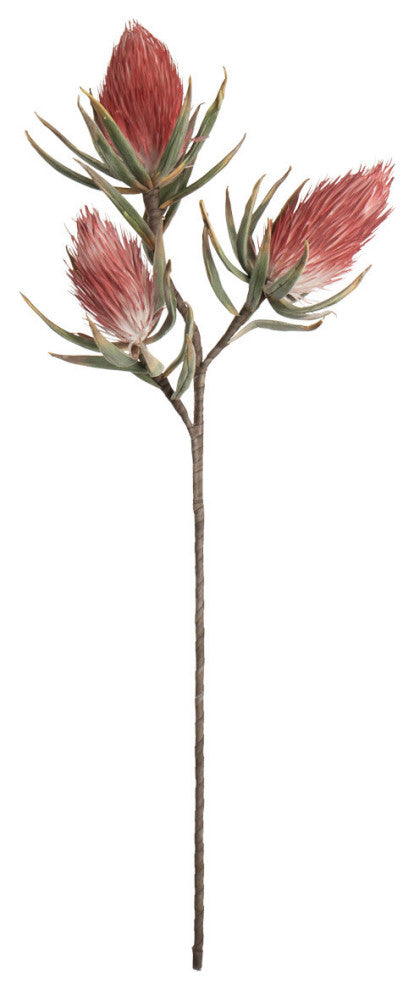Botanica #809