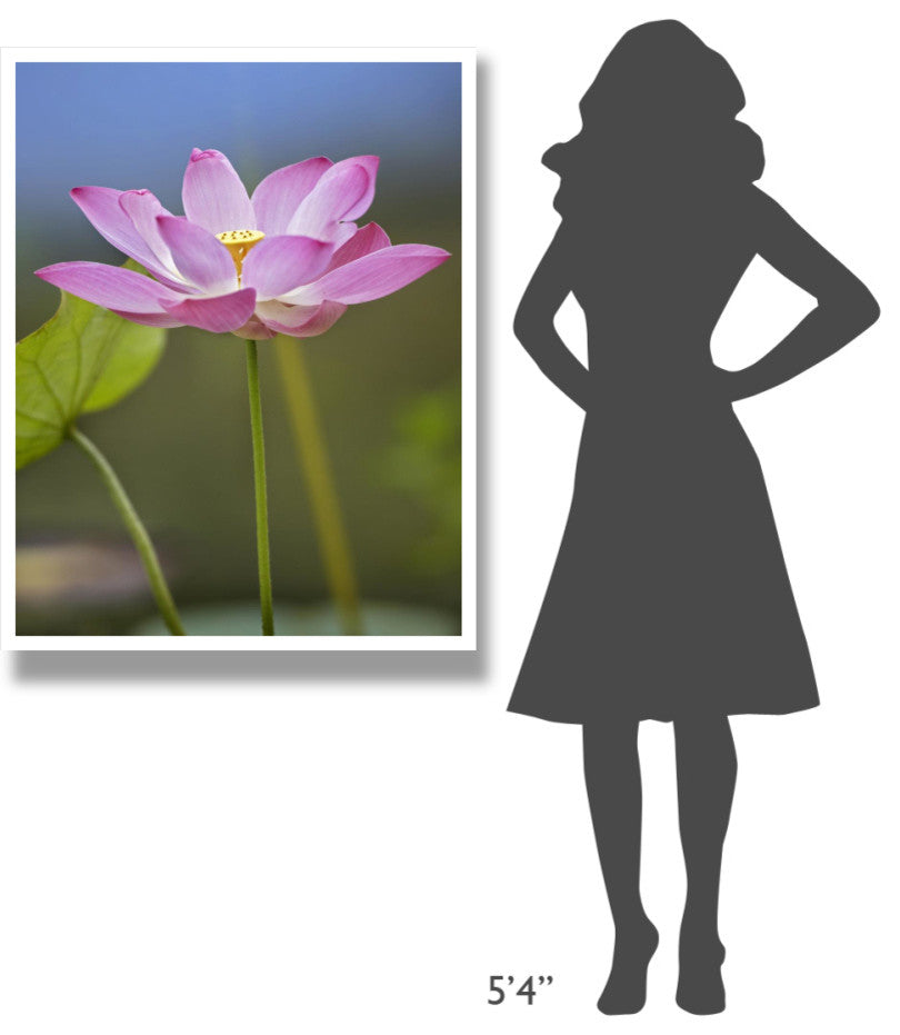 "Sacred Lotus flower, native to Asia" Paper Print by Tim Fitzharris, 32"x42"