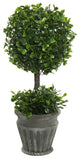 13" Boxwood Topiary In Container