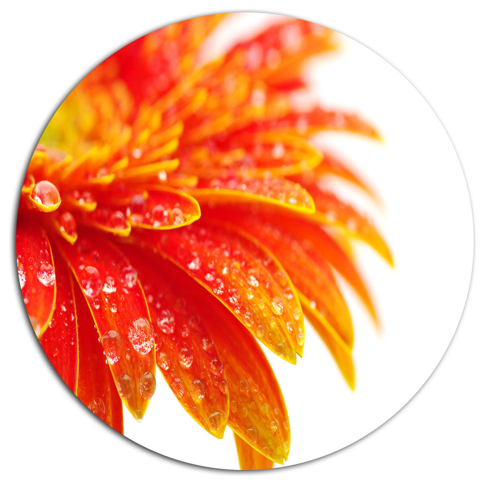 Orange Gerbera With Raindrops, Floral Disc Metal Wall Art, 11"
