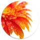 Orange Gerbera With Raindrops, Floral Disc Metal Wall Art, 11"
