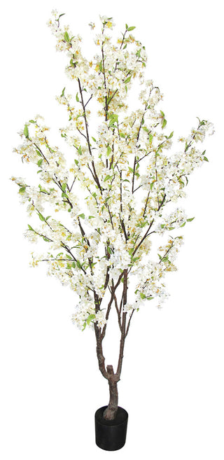 Full product on white background, front-facing view, entire plant visible, no text or diagrams.