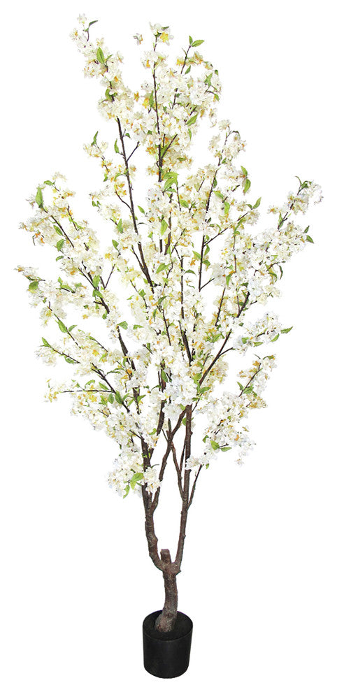 Full product on white background, front-facing view, entire plant visible, no text or diagrams.